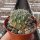 Sulcorebutia oenantha WR 465