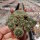 Sulcorebutia oenantha WR 465