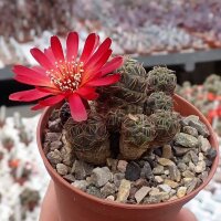 Sulcorebutia pasopayana L 387