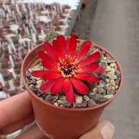 Sulcorebutia pasopayana L 387