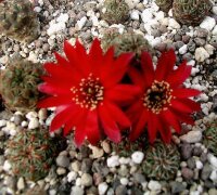 Sulcorebutia pasopayana L 387