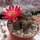Sulcorebutia pasopayana L 387