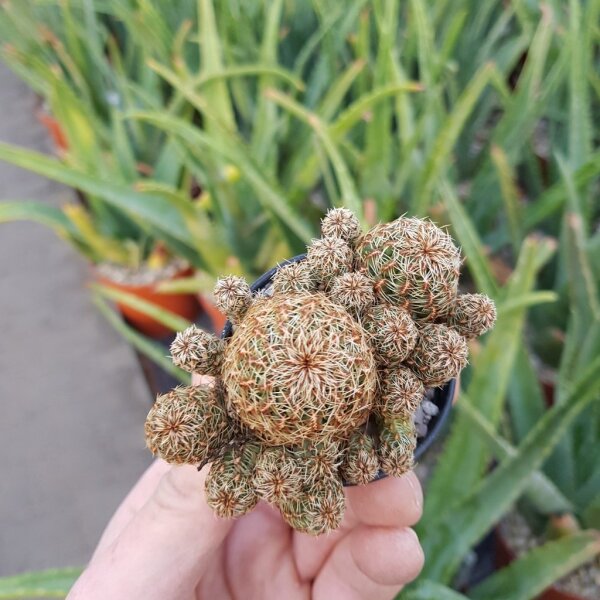 Sulcorebutia pojoniensis (verticillacantha v, taratensis fa.) WR 671