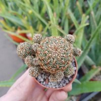 Sulcorebutia pojoniensis (verticillacantha v, taratensis...