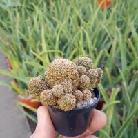 Sulcorebutia pojoniensis (verticillacantha v, taratensis fa.) WR 671