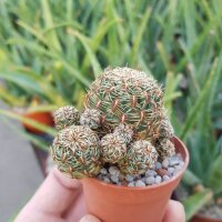 Sulcorebutia pojoniensis (verticillacantha v, taratensis fa.) WR 671