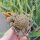 Sulcorebutia pojoniensis (verticillacantha v, taratensis fa.) WR 671