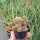 Sulcorebutia pojoniensis (verticillacantha v, taratensis fa.) WR 671