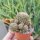 Sulcorebutia pojoniensis (verticillacantha v, taratensis fa.) WR 671