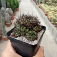 Sulcorebutia polymorpha