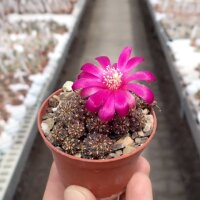 Sulcorebutia callichroma v. callichroma HS 078