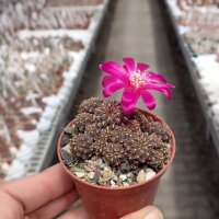 Sulcorebutia callichroma v. callichroma HS 078