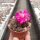 Sulcorebutia callichroma v. callichroma HS 078