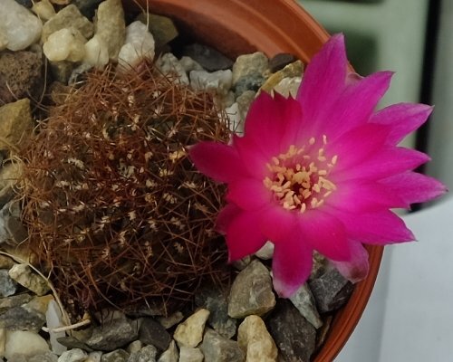Sulcorebutia callichroma v. longispina HS 078a