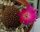 Sulcorebutia callichroma v. longispina HS 078a