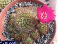 Sulcorebutia purpurea