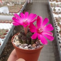 Sulcorebutia rauschii cv. Violacidermis WR 289