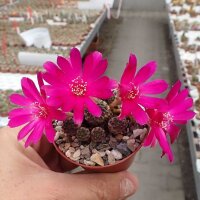 Sulcorebutia rauschii cv. Violacidermis WR 289