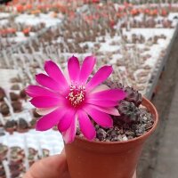 Sulcorebutia rauschii cv. Violacidermis WR 289