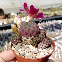 Sulcorebutia rauschii cv. Violacidermis WR 289