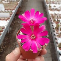 Sulcorebutia rauschii cv. Violacidermis WR 289