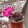 Sulcorebutia rauschii cv. Violacidermis WR 289