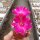 Sulcorebutia rauschii cv. Violacidermis WR 289