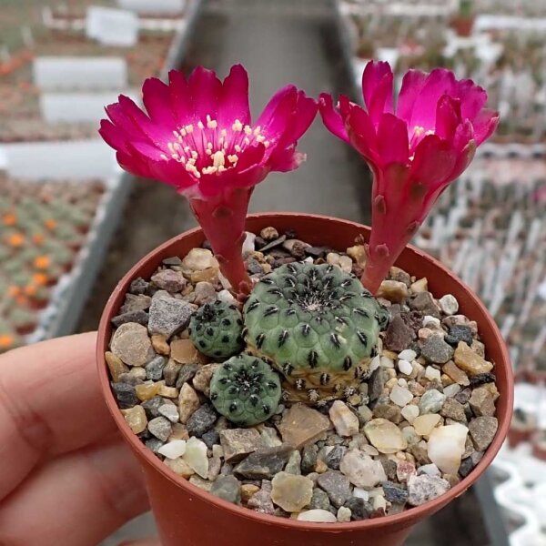 Sulcorebutia rauschii cv. Virididermis