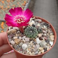 Sulcorebutia rauschii cv. Virididermis