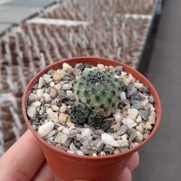 Sulcorebutia rauschii cv. Virididermis