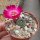 Sulcorebutia rauschii cv. Virididermis