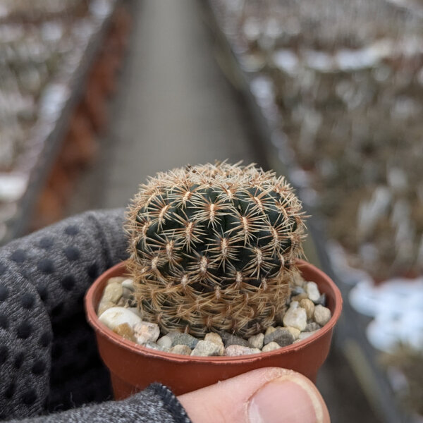 Sulcorebutia santiaginiensis HS 026