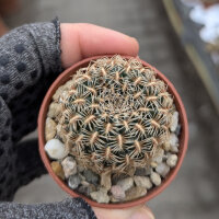 Sulcorebutia santiaginiensis HS 026