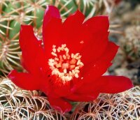 Sulcorebutia santiaginiensis HS 115a