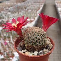 Sulcorebutia sp.n. HS 140