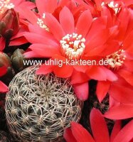 Sulcorebutia sp.n. HS 140