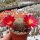 Sulcorebutia sp.n. HS 140