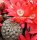 Sulcorebutia sp.n. HS 140