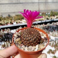 Sulcorebutia heinzii HS 151
