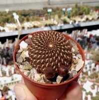 Sulcorebutia heinzii HS 151