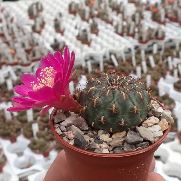 Sulcorebutia heinzii HS 151a