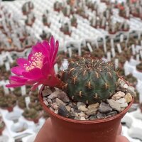 Sulcorebutia heinzii HS 151a