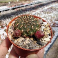 Sulcorebutia heinzii HS 151a