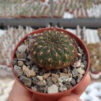 Sulcorebutia heinzii HS 151a