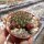 Sulcorebutia heinzii HS 151a
