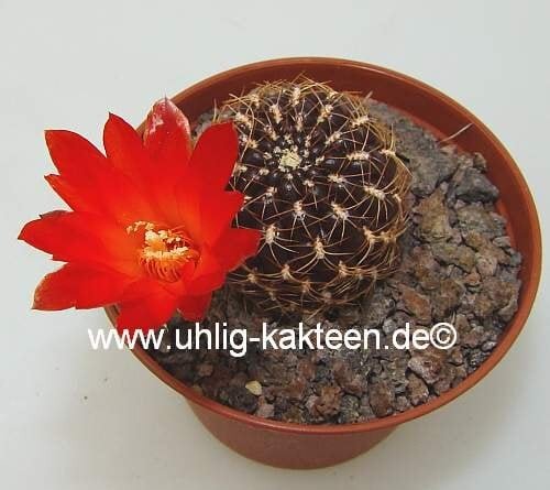 Sulcorebutia sp.n. HS 235