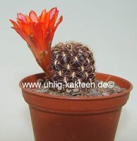 Sulcorebutia sp.n. HS 235