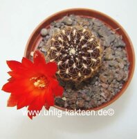 Sulcorebutia sp.n. HS 235
