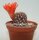 Sulcorebutia sp.n. HS 235