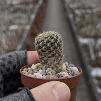 Sulcorebutia albissima WK 880